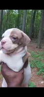 Angelina Jolie , a female American Bulldog for sale in Fairburn, GA – 5 of 7