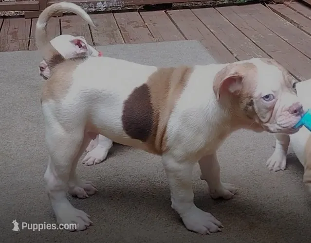 Tom cruise – American Bulldog, Olde English Bulldogge puppy for sale in Fairburn, GA