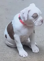Ginger rogers, a female American Bulldog for sale in Fairburn, GA – 4 of 6