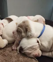 Angelina Jolie , a female American Bulldog for sale in Fairburn, GA – 4 of 7