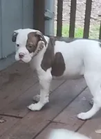 Angelina Jolie , a female American Bulldog for sale in Fairburn, GA – 6 of 7