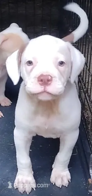 Brad Pitt – American Bulldog puppy for sale in Fairburn, GA