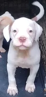 Brad Pitt, a male American Bulldog for sale in Fairburn, GA – 1 of 8