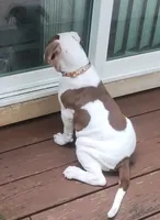 Angelina Jolie , a female American Bulldog for sale in Fairburn, GA – 4 of 7