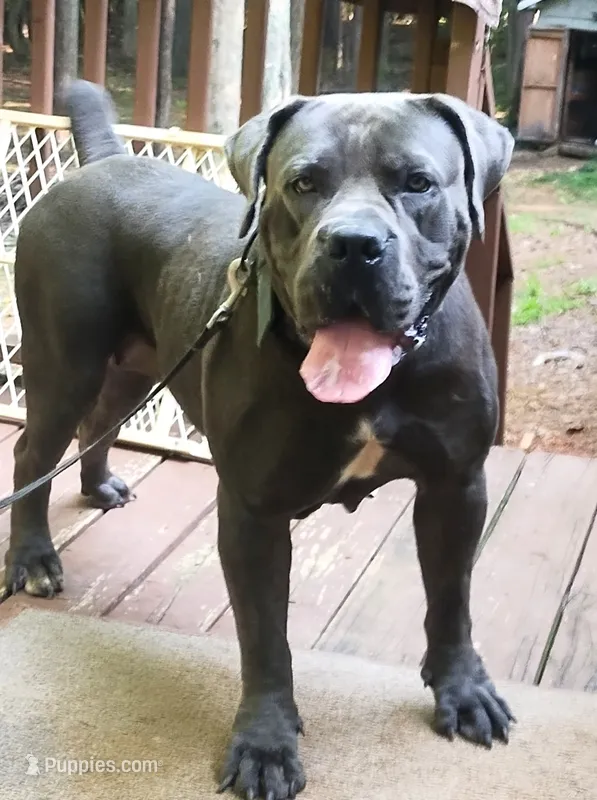 Mystique  – Boerboel puppy for sale in Fairburn, GA