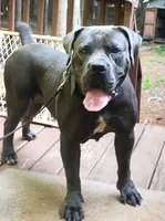 Mystique , a female Boerboel for sale in Fairburn, GA – 1 of 4