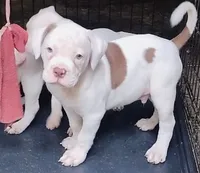 Brad Pitt, a male American Bulldog for sale in Fairburn, GA – 3 of 8