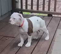 Ginger rogers, a female American Bulldog for sale in Fairburn, GA – 3 of 6