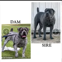 Mystique , a female Boerboel for sale in Fairburn, GA – 2 of 4