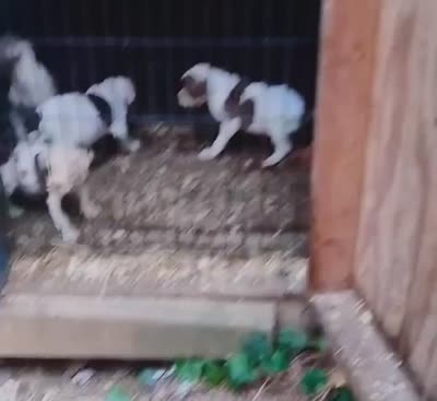Angelina Jolie , a female American Bulldog for sale in Fairburn, GA – 7 of 7