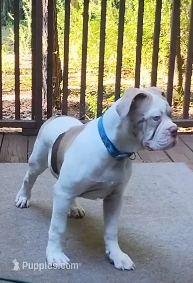 Tom cruise – American Bulldog puppy for sale in Fairburn, GA