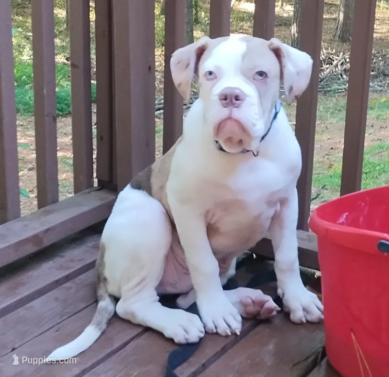 Tom cruise – American Bulldog puppy for sale in Fairburn, GA