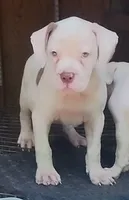 Brad Pitt, a male American Bulldog for sale in Fairburn, GA – 5 of 8