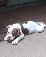 Angelina Jolie , a female American Bulldog for sale in Fairburn, GA – 1 of 7