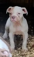 Margot Robbie, a female American Bulldog for sale in Fairburn, GA – 3 of 6