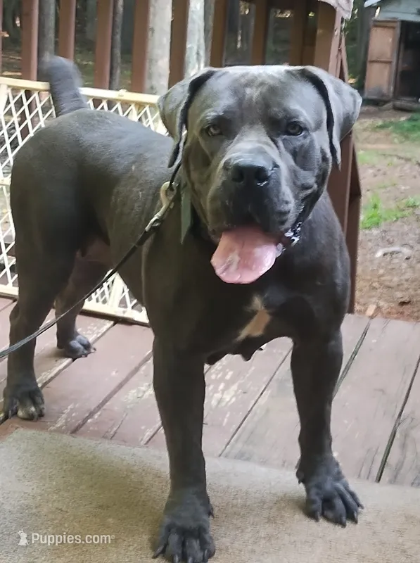 Mystique  – Boerboel puppy for sale in Fairburn, GA