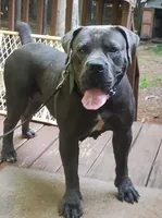 Mystique , a female Boerboel for sale in Fairburn, GA – 1 of 3