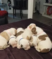 Angelina Jolie , a female American Bulldog for sale in Fairburn, GA – 2 of 7