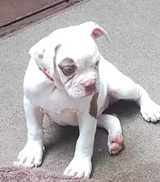 Ginger rogers, a female American Bulldog for sale in Fairburn, GA – 5 of 6