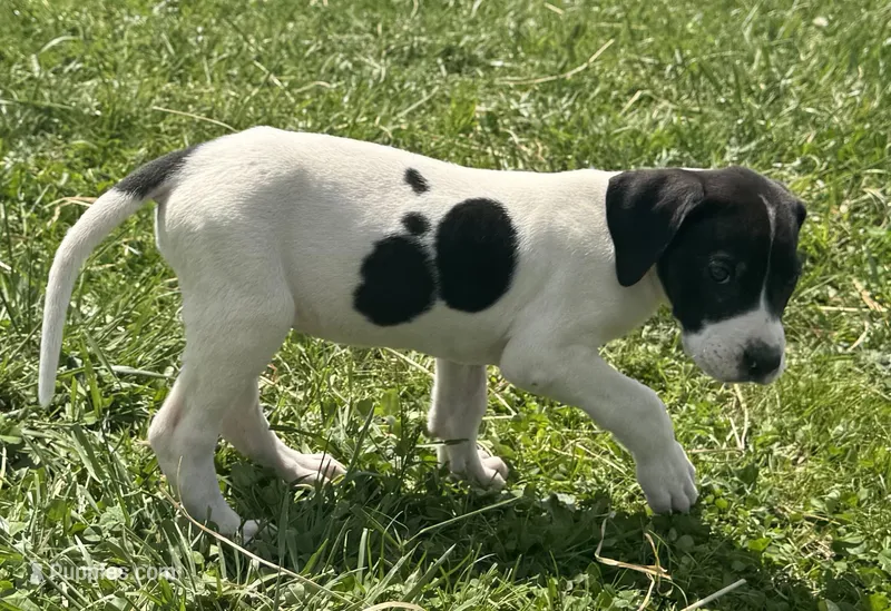 Piebald 1 – Great Dane puppy for sale in New Pekin, IN