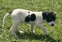 Piebald 1, a female Great Dane for sale in New Pekin, IN – 1 of 2