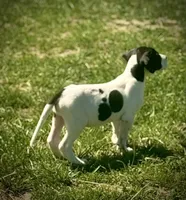 Piebald 1, a female Great Dane for sale in New Pekin, IN – 2 of 2