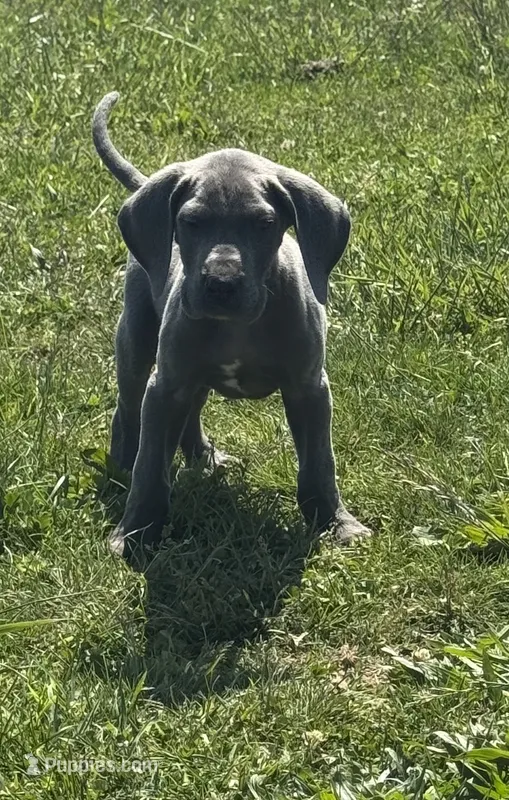 Blue Male Great Dane – Great Dane puppy for sale in New Pekin, IN