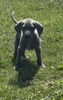 Blue Male Great Dane, a male Great Dane for sale in New Pekin, IN – 1 of 1