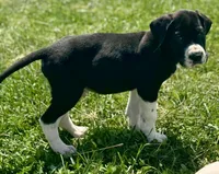Black Mantle, a male Great Dane for sale in New Pekin, IN – 2 of 2