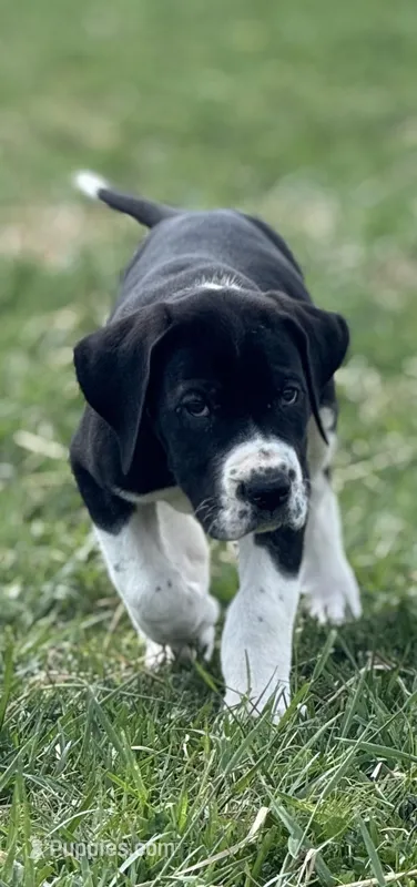 Black Mantle – Great Dane puppy for sale in New Pekin, IN