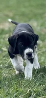 Black Mantle, a male Great Dane for sale in New Pekin, IN – 1 of 2