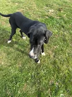 Papa, a male Great Dane for sale in New Pekin, IN – 2 of 2