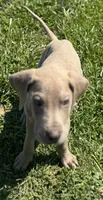 Lilac Male, a male Great Dane for sale in New Pekin, IN – 1 of 1