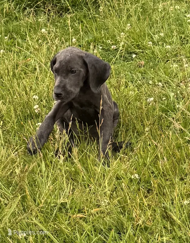 Solid Blue Male – Great Dane puppy for sale in New Pekin, IN