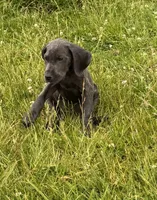 Solid Blue Male, a male Great Dane for sale in New Pekin, IN – 1 of 1