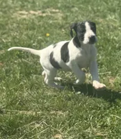 Piebald 3, a female Great Dane for sale in New Pekin, IN – 2 of 2