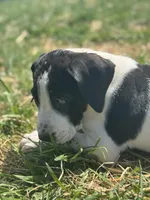 Piebald 3, a female Great Dane for sale in New Pekin, IN – 1 of 2