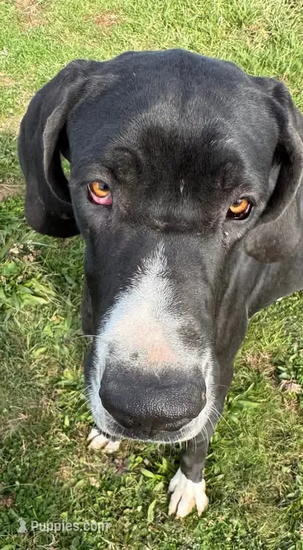 Papa – Great Dane puppy for sale in New Pekin, IN