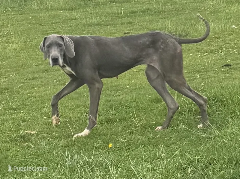 Clues – Great Dane puppy for sale in New Pekin, IN