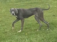 Clues, a female Great Dane for sale in New Pekin, IN – 1 of 1