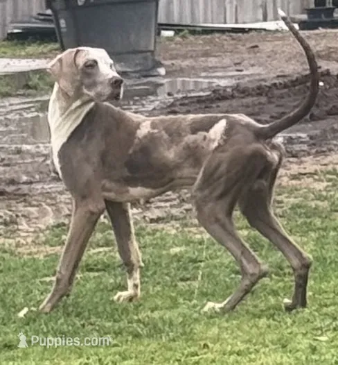 Gilbert – Great Dane puppy for sale in New Pekin, IN
