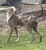 Gilbert, a male Great Dane for sale in New Pekin, IN – 1 of 1