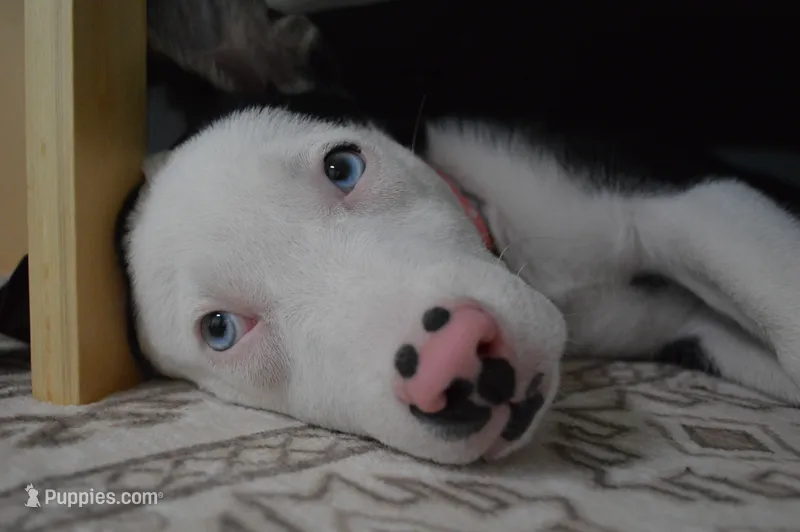 Indie – Border Collie puppy for sale in Carlsbad, CA
