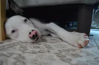 Indie, a female Border Collie for sale in Carlsbad, CA – 2 of 5