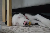 Indie, a female Border Collie for sale in Carlsbad, CA – 3 of 5