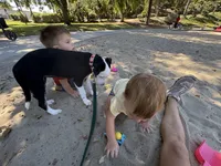 Indie, a female Border Collie for sale in Carlsbad, CA – 5 of 5