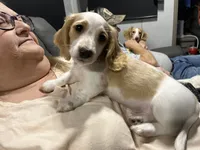 Scrappy, a male Miniature Dachshund for sale in Monroe, OR – 4 of 4