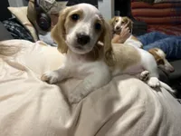 Scrappy, a male Miniature Dachshund for sale in Monroe, OR – 3 of 4