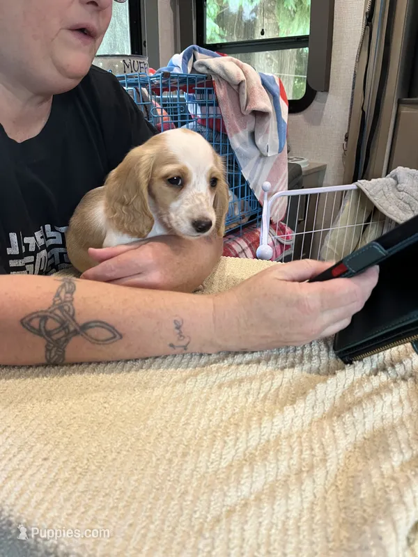 Scrappy – Miniature Dachshund puppy for sale in Monroe, OR