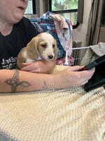 Scrappy, a male Miniature Dachshund for sale in Monroe, OR – 1 of 4